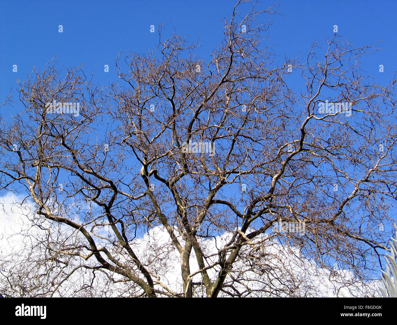 Bare tree and blue sky Stock Photo - Alamy