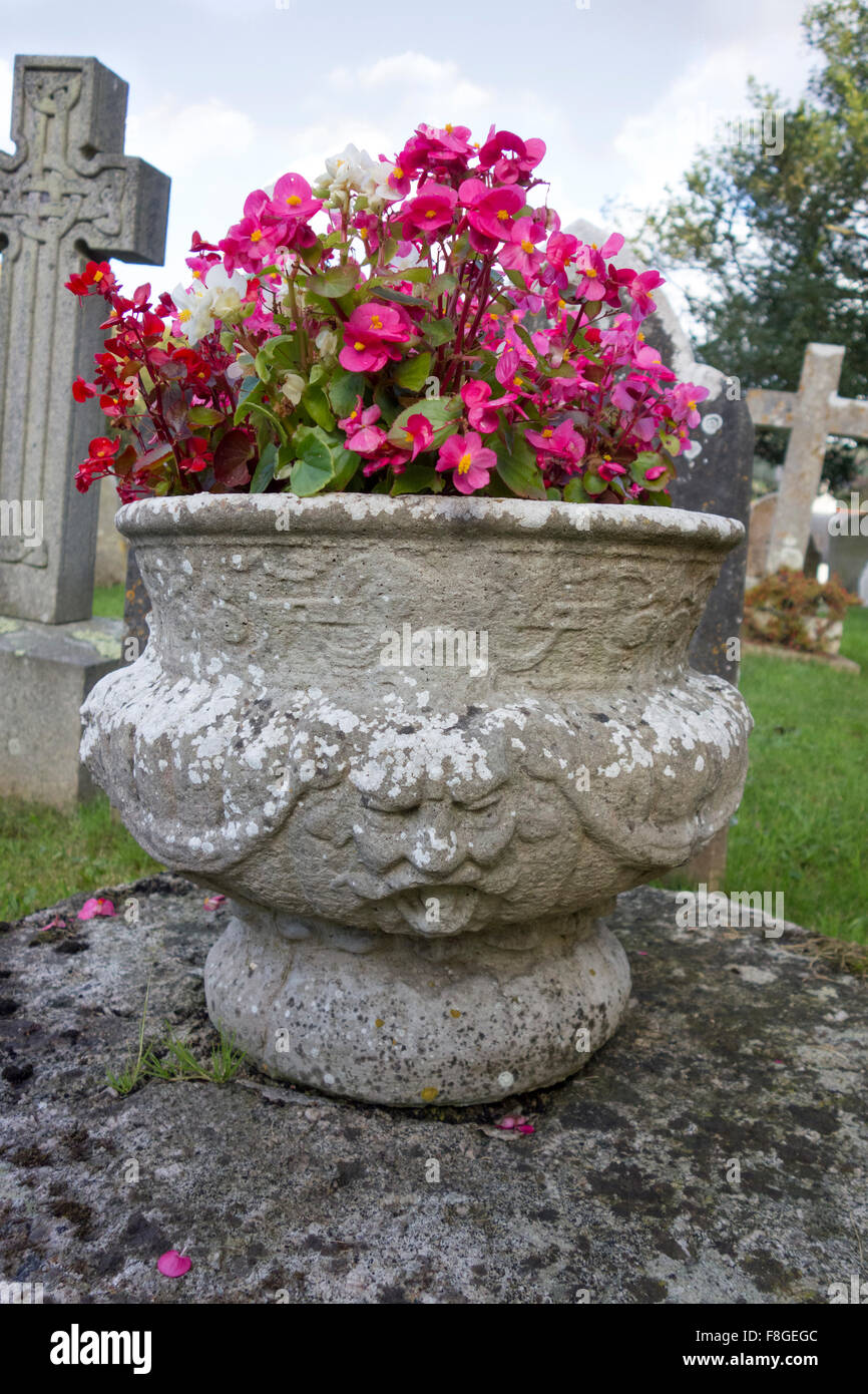 Pretty pink flowers in a Devon graveyard England Stock Photo Alamy