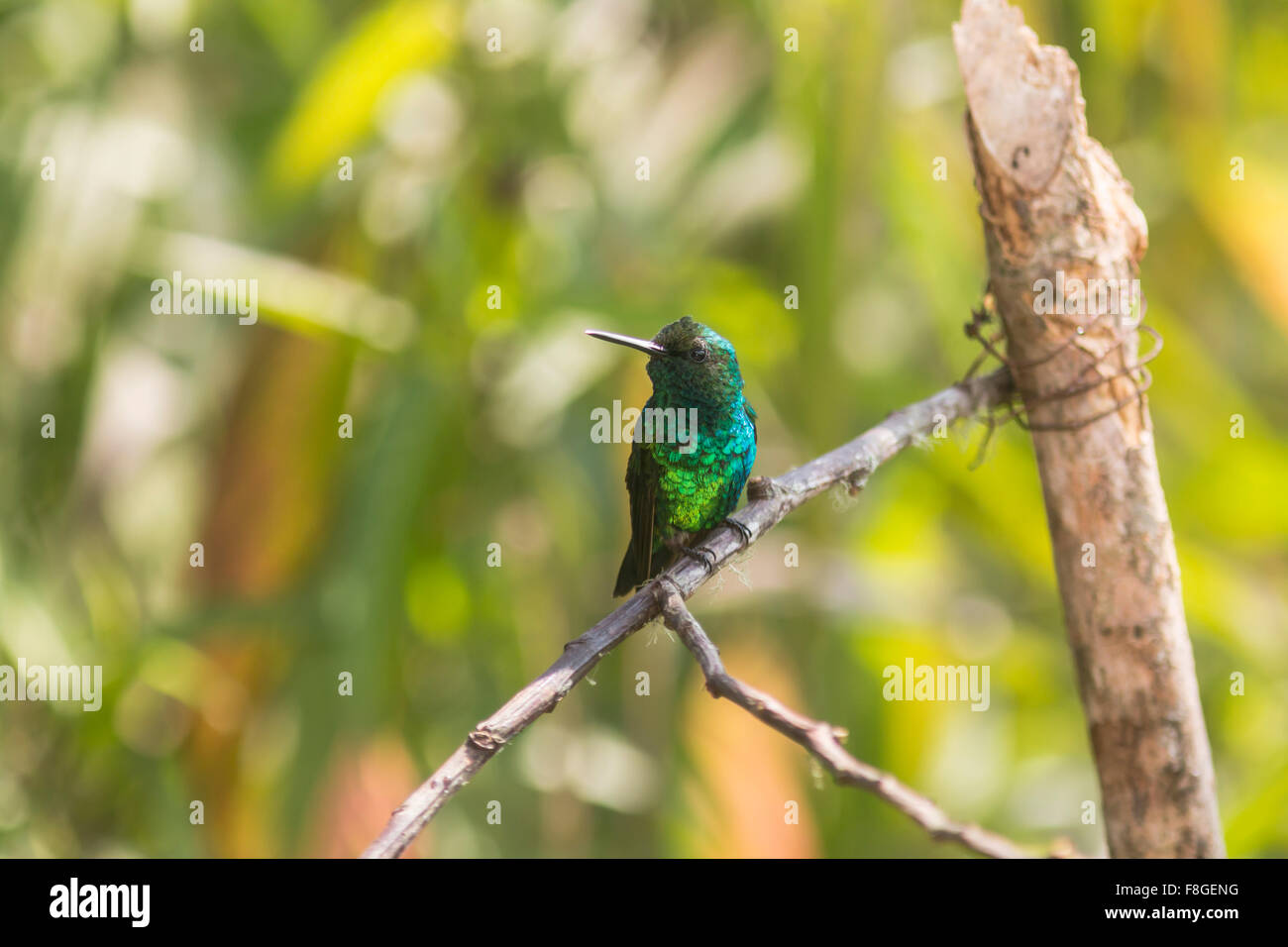 Western emerald, Chlorostilbon melanorhynchus, perched on branch in the Tandayapa Valley, Ecuador. Stock Photo