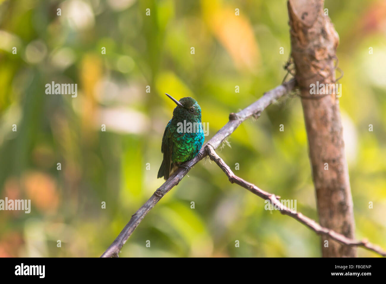 Western emerald, Chlorostilbon melanorhynchus, perched on branch in the Tandayapa Valley, Ecuador. Stock Photo