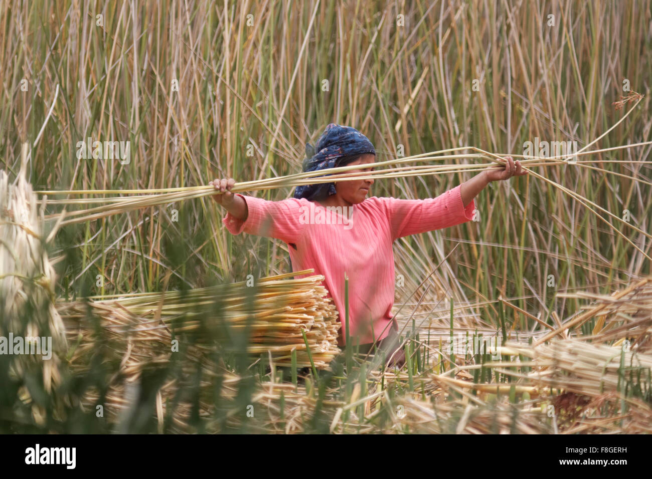 Woman in Ecuador gathering totora, used to make boats (balsas) of the bundled dried plant reeds. Stock Photo