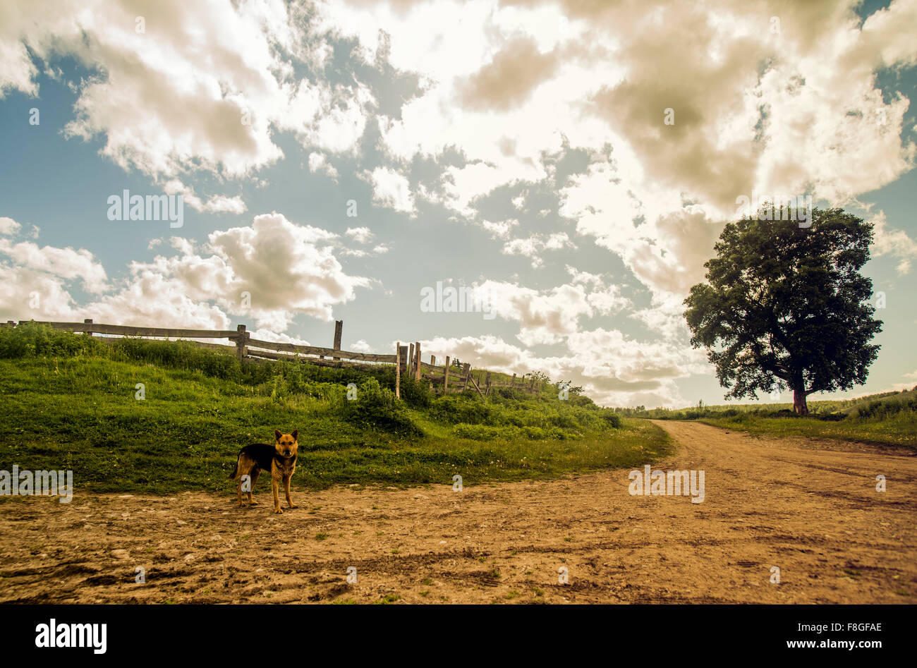 Dog on rural dirt path Stock Photo