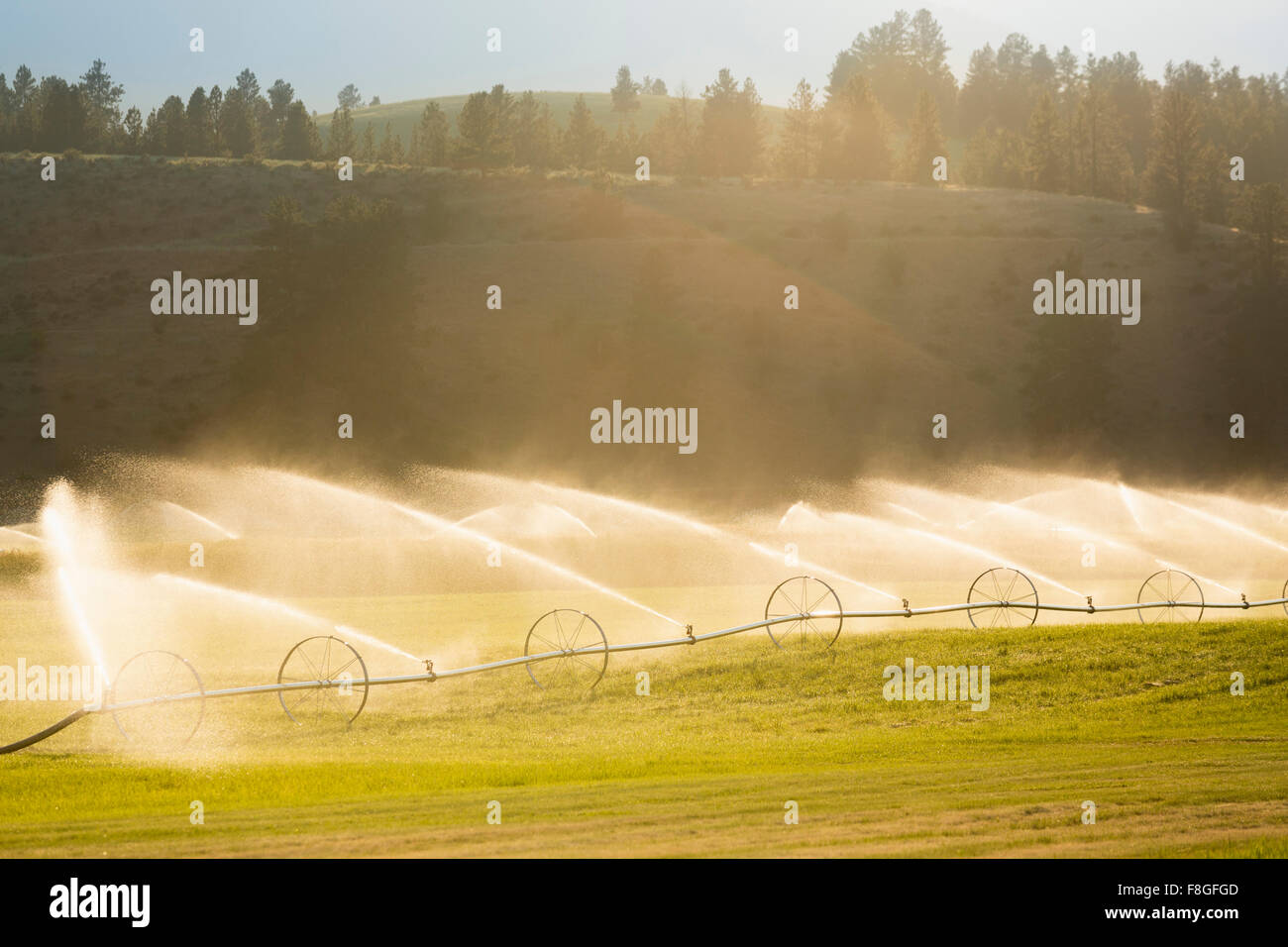 Irrigation system watering crops in farm field Stock Photo