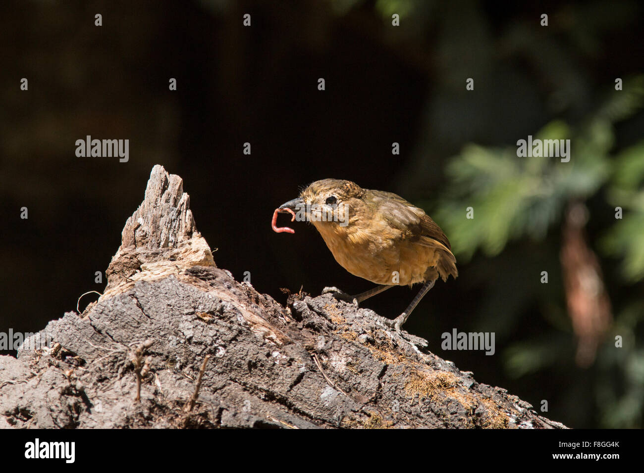 The tawny antpitta is found in Colombia, Ecuador, and Peru. Its natural habitat is subtropical or tropical moist montane Stock Photo