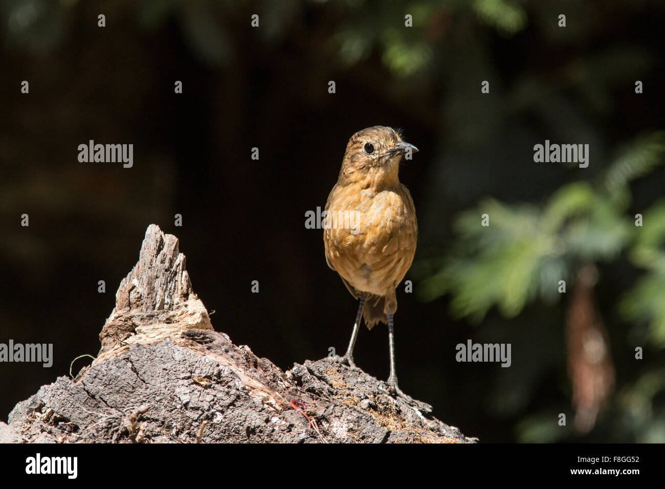 The tawny antpitta is found in Colombia, Ecuador, and Peru. Its natural habitat is subtropical or tropical moist montane Stock Photo