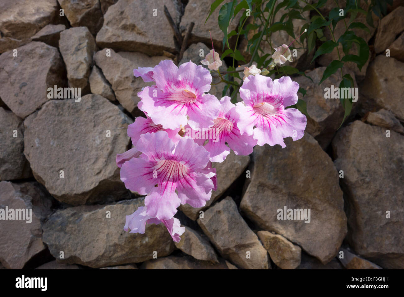 Rockery Flowers Stock Photos & Rockery Flowers Stock Images Alamy