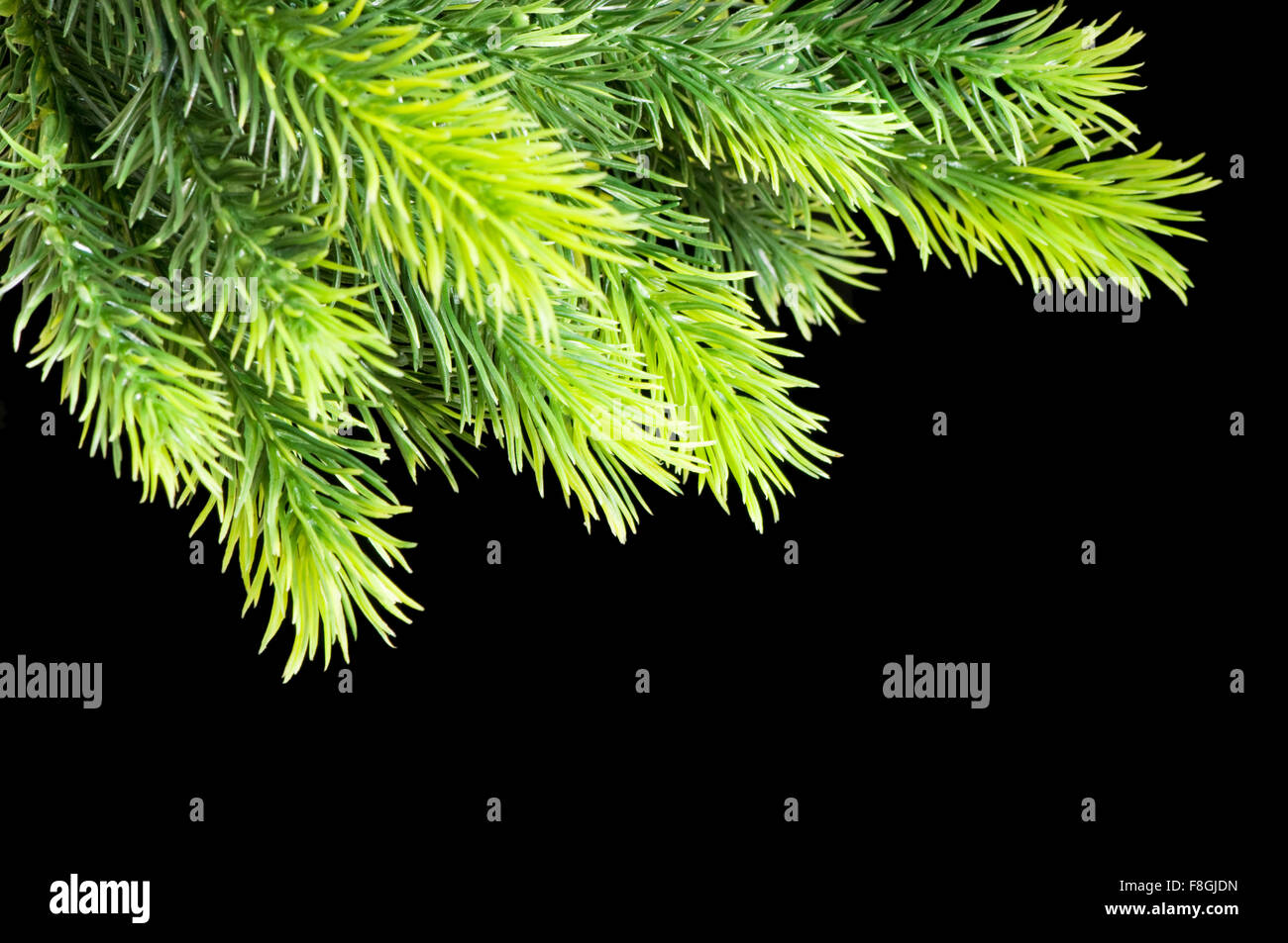 Christmas tree isolated on the black background Stock Photo - Alamy