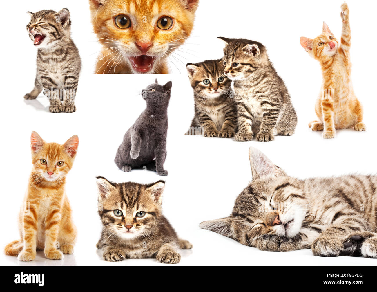 Set of cat isolated on white background Stock Photo - Alamy