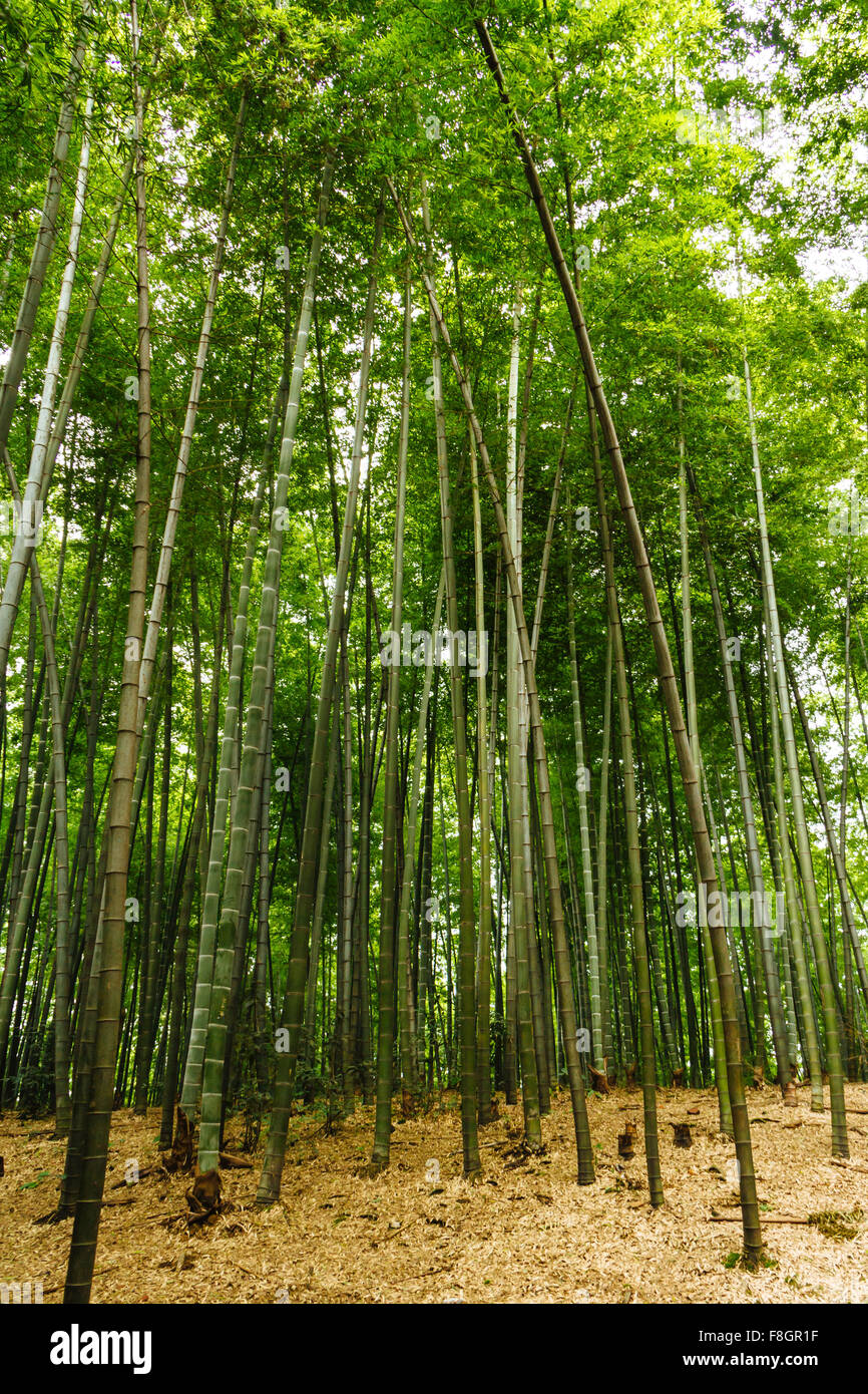 Yibin Sichuan Province China Beautiful View At Shunan Bamboo Sea yibin-sichuan-province-china-beautiful-view-at-shunan-bamboo-sea