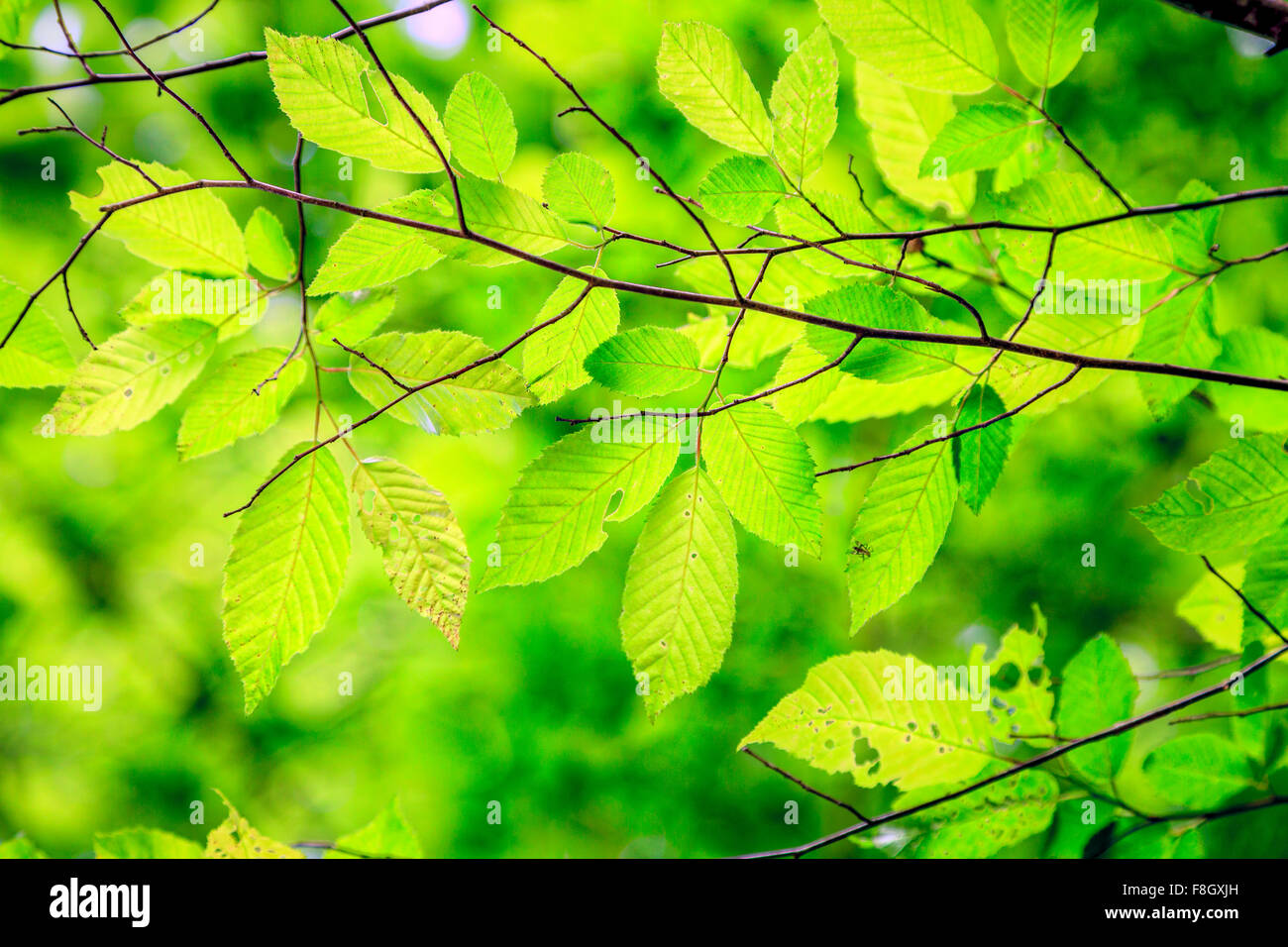 Bright green leaves hi-res stock photography and images - Alamy