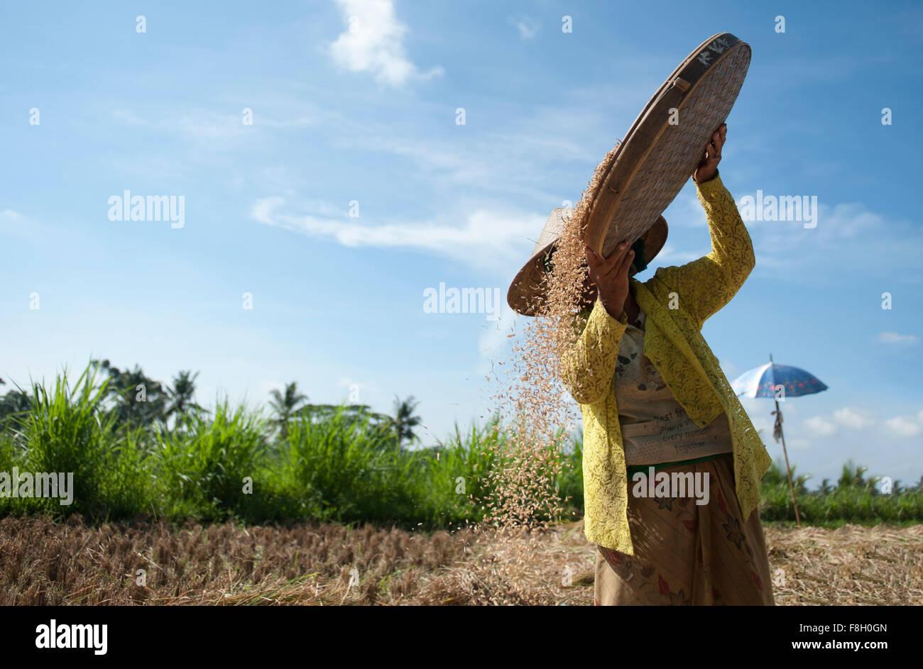 Harvesting Rice High Resolution Stock Photography and Images Alamy