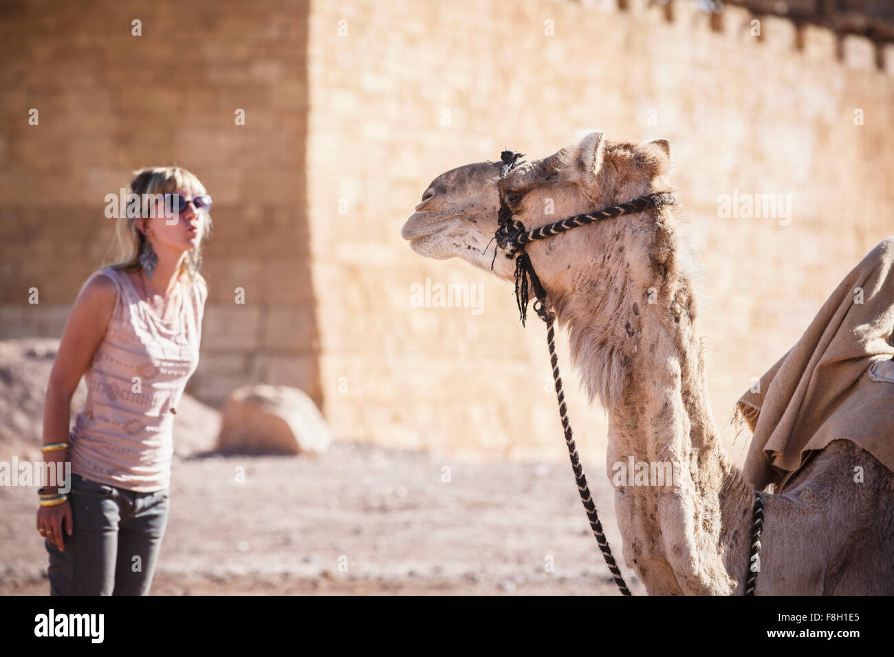 Caucasian woman admiring camel Stock Photo