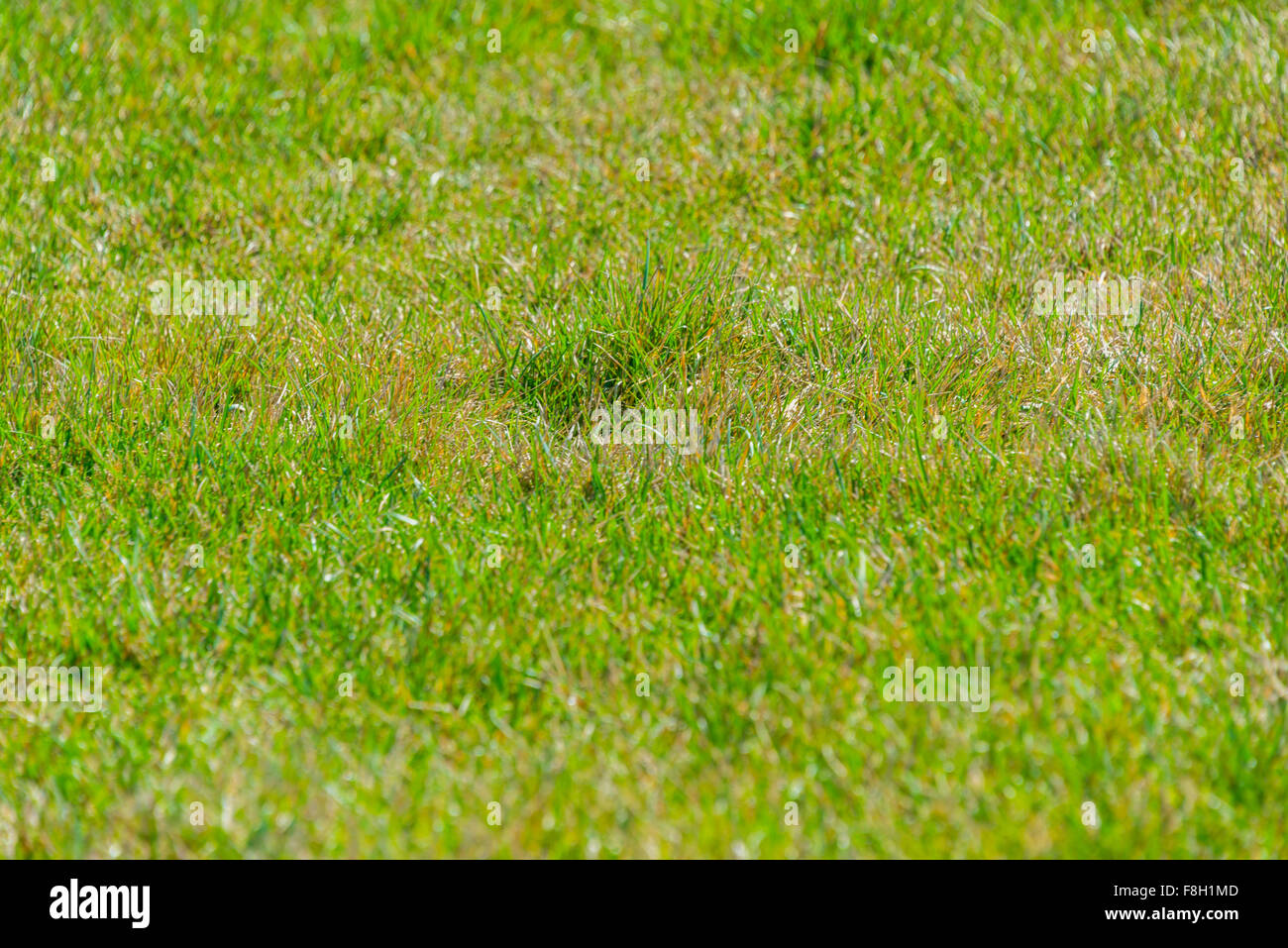 Close up of green grass for your background Stock Photo - Alamy