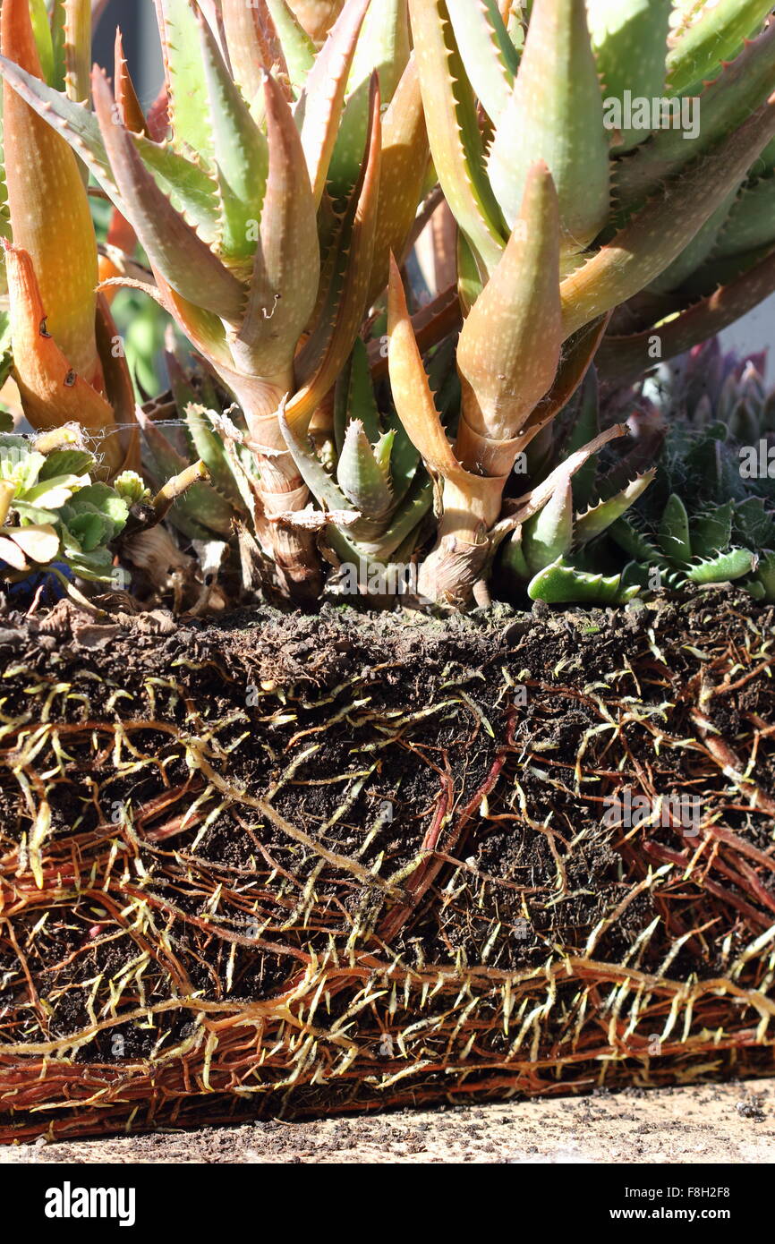 Close up of Aloe plants with roots exposed Stock Photo