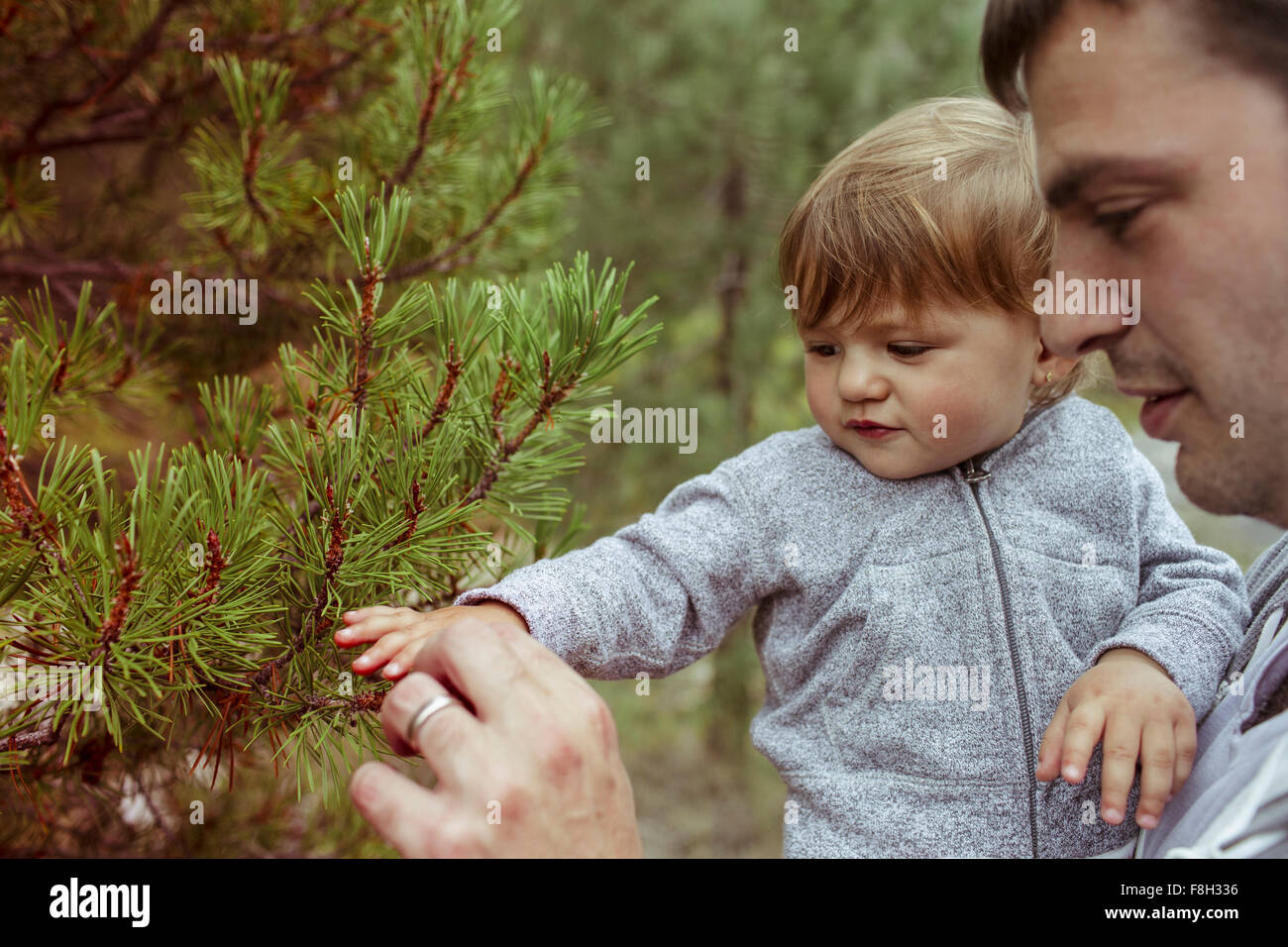Father and daughter examining pine tree Stock Photo