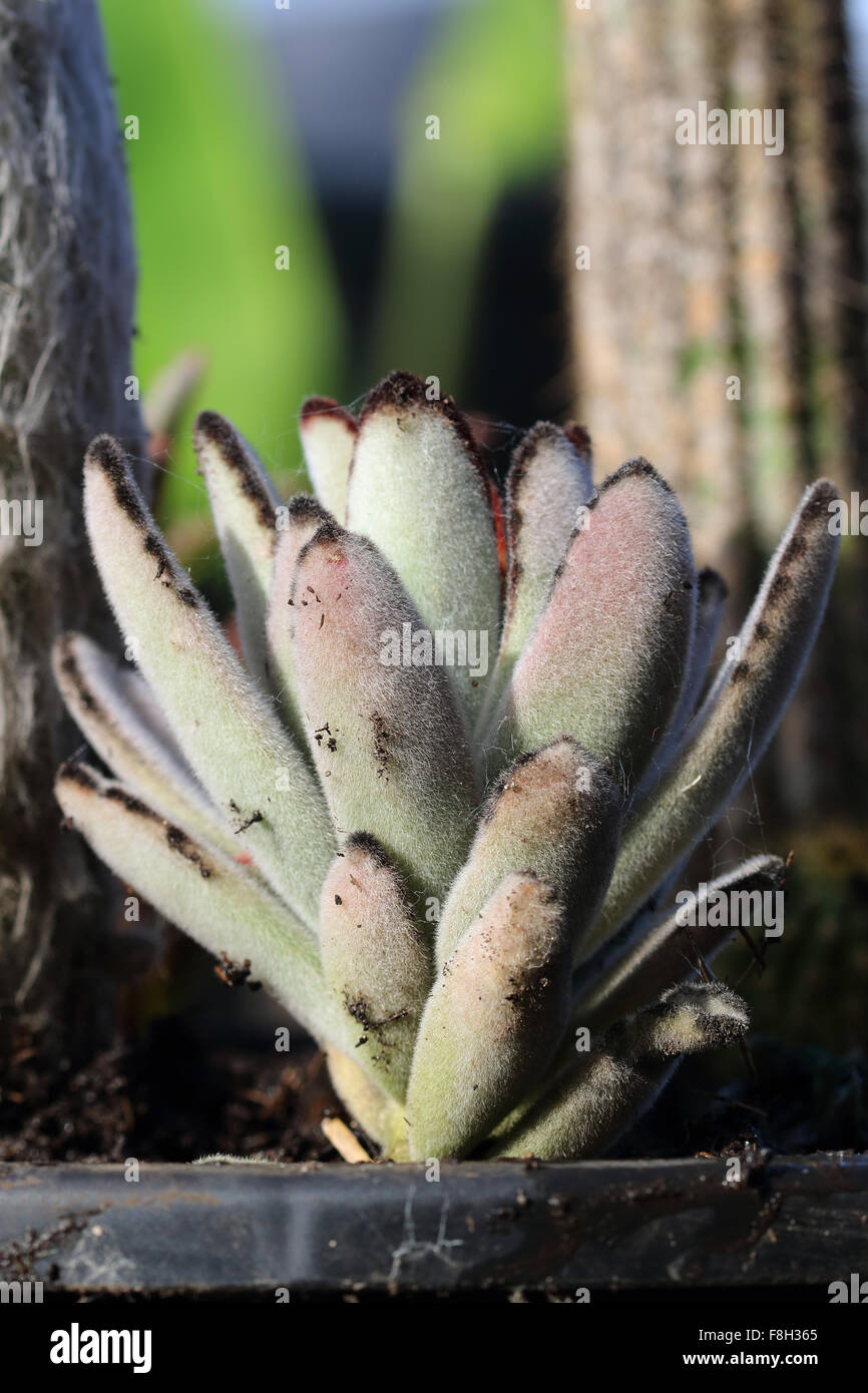 Kalanchoe tomentosa or also known as Bunny Ears or Rabbit ears Stock