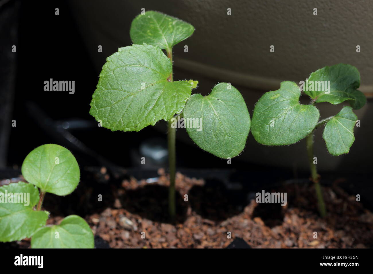 will okra seedlings outgrow grass will okra seedlings outgrow grass