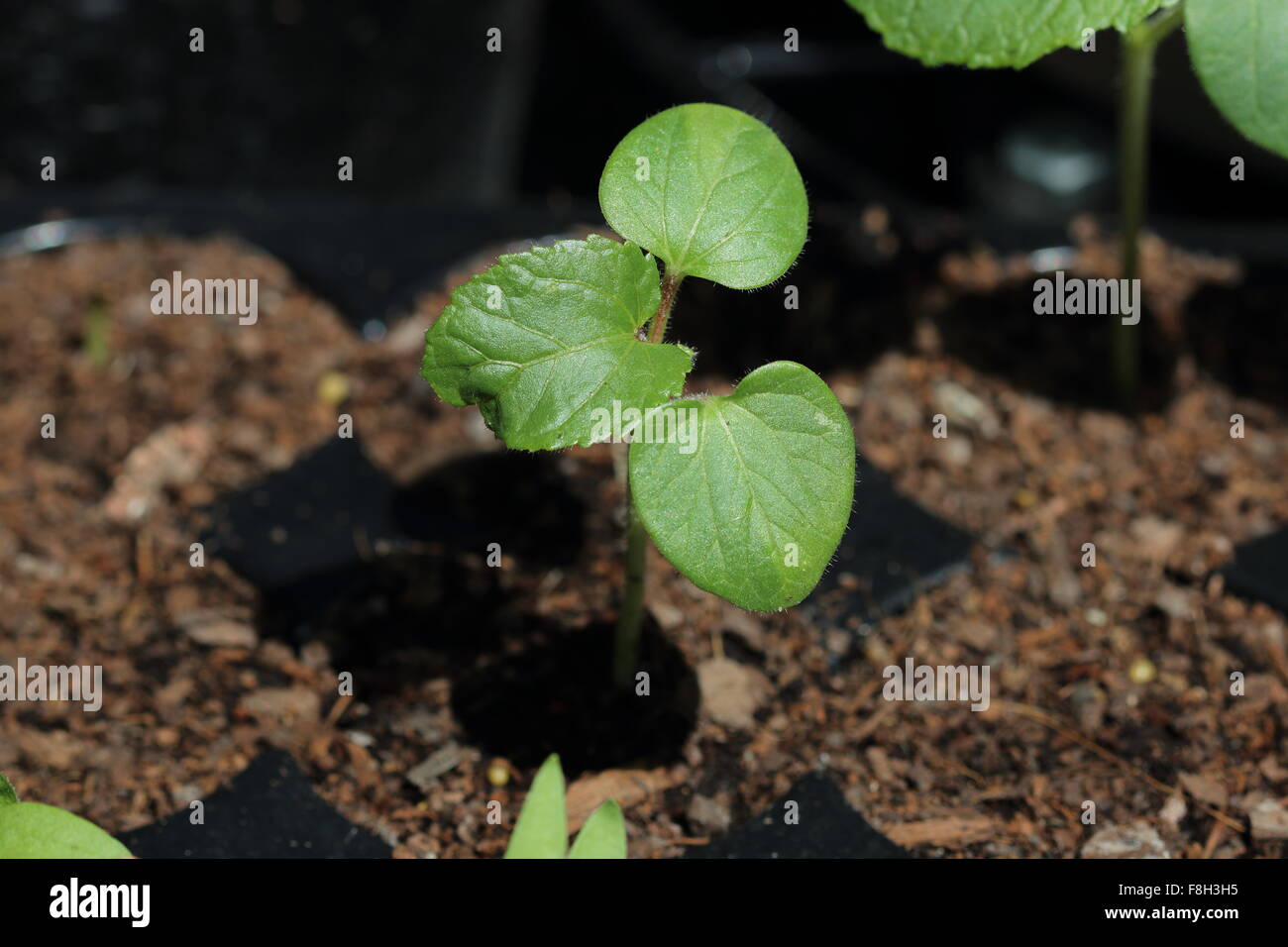 Okra seedlings in seedling tray Stock Photo Alamy