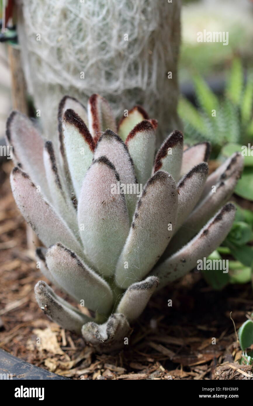 Kalanchoe tomentosa or also known as Bunny Ears or Rabbit ears Stock
