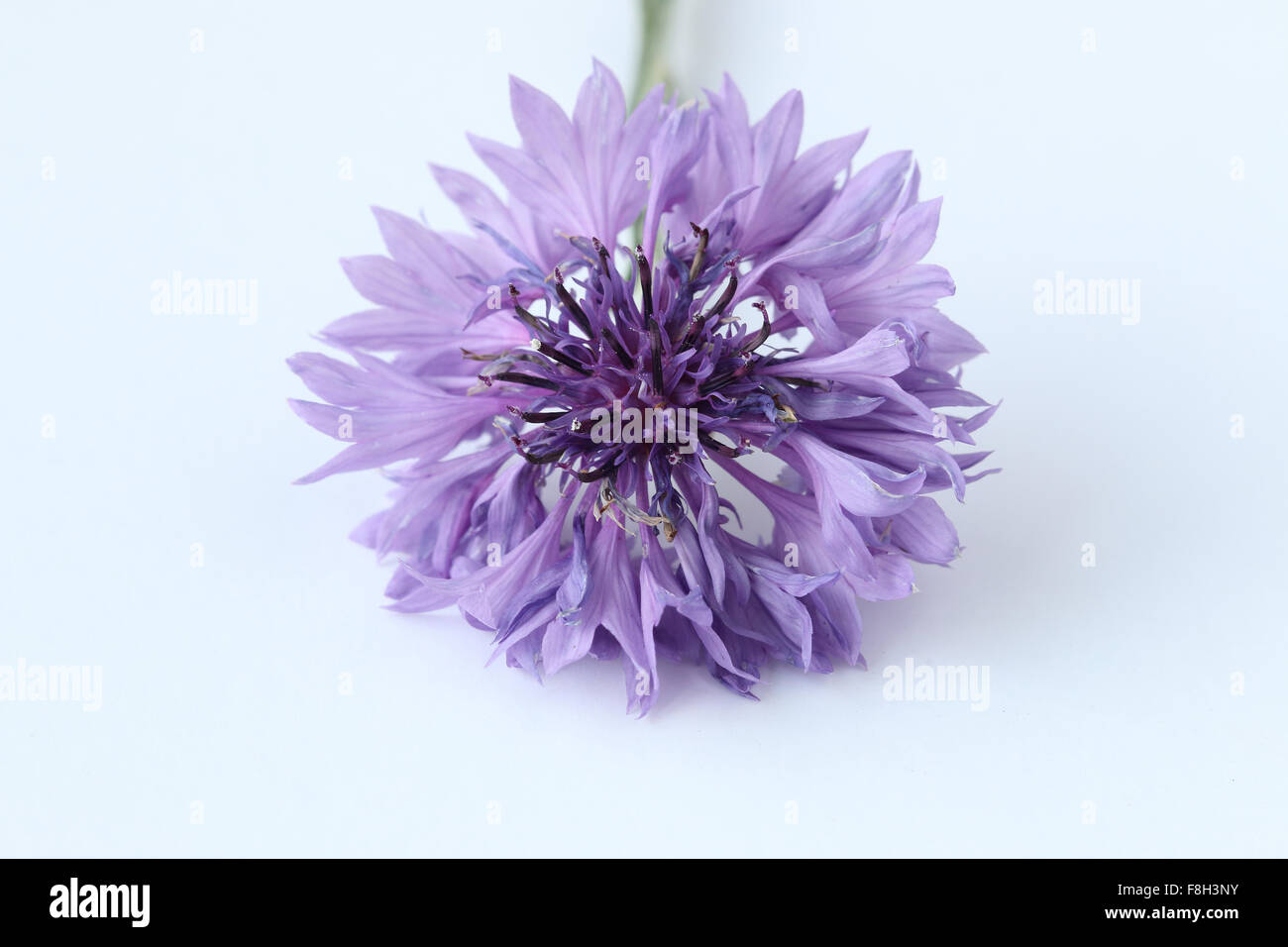 Blue Centaurea cyanus or also known as Cornflower Stock Photo