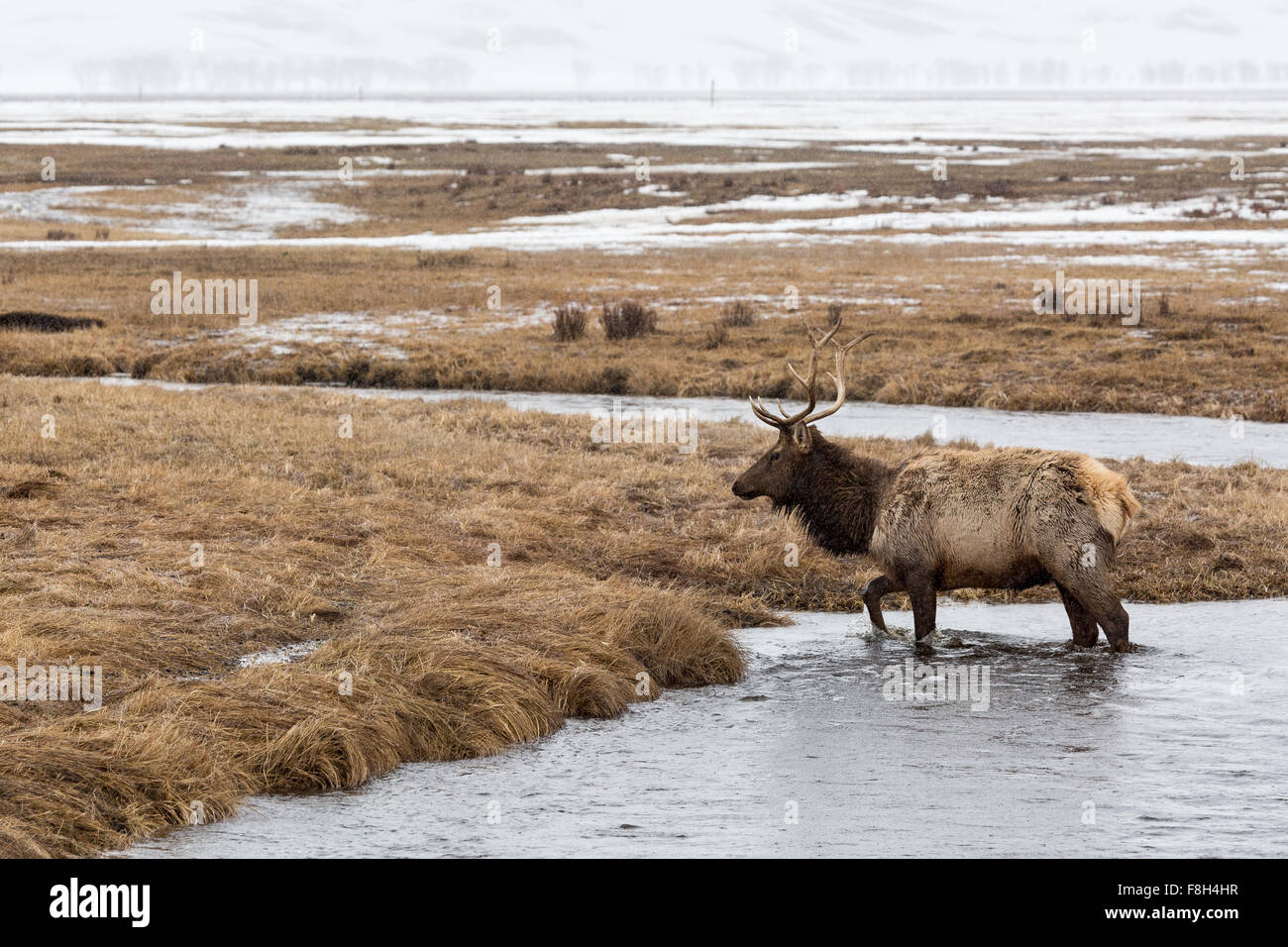 A bull elk crosses Flat Creek on the National Elk Refuge in Jackson Hole, Wyoming. Stock Photo
