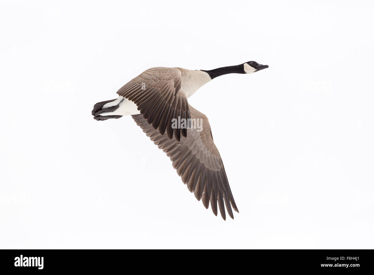 canada goose fake deutsch canada goose fake deutsch
