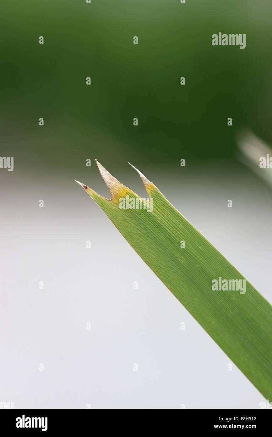 Macro shot of Lomandra hystrix Lomandra longifolia grass blade showing the teeth and end point of grass Stock Photo