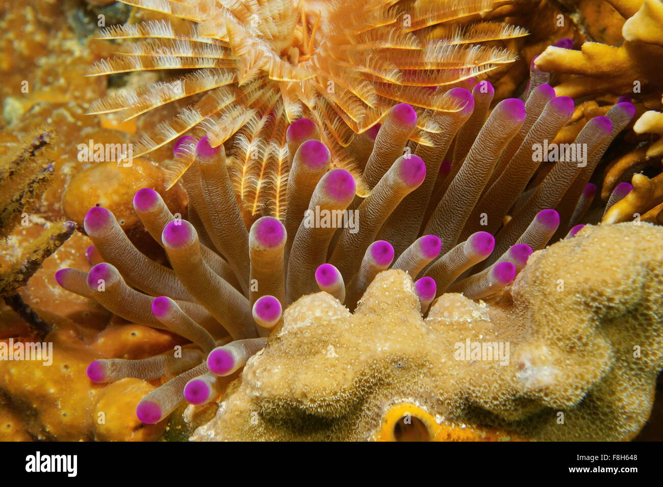 Tentacles of giant anemone underwater between coral and a feather duster worm, Caribbean sea, Mexico Stock Photo