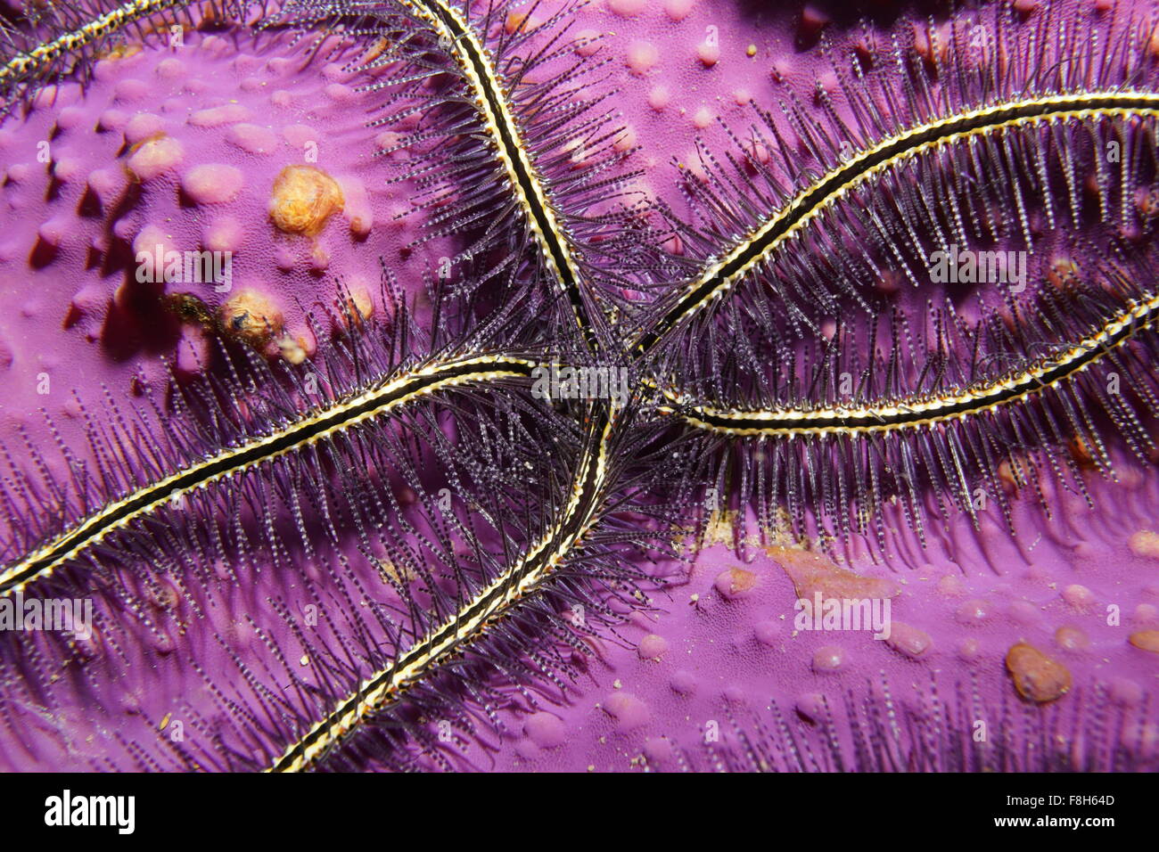 Underwater marine life, close up of a Suenson's brittle star