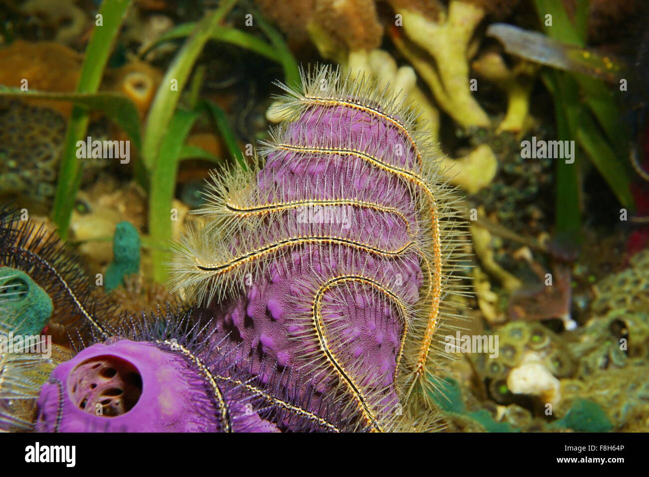 Tentacles of a sponge brittle star, around branching tube sponge, Caribbean sea, Panama, Central America Stock Photo