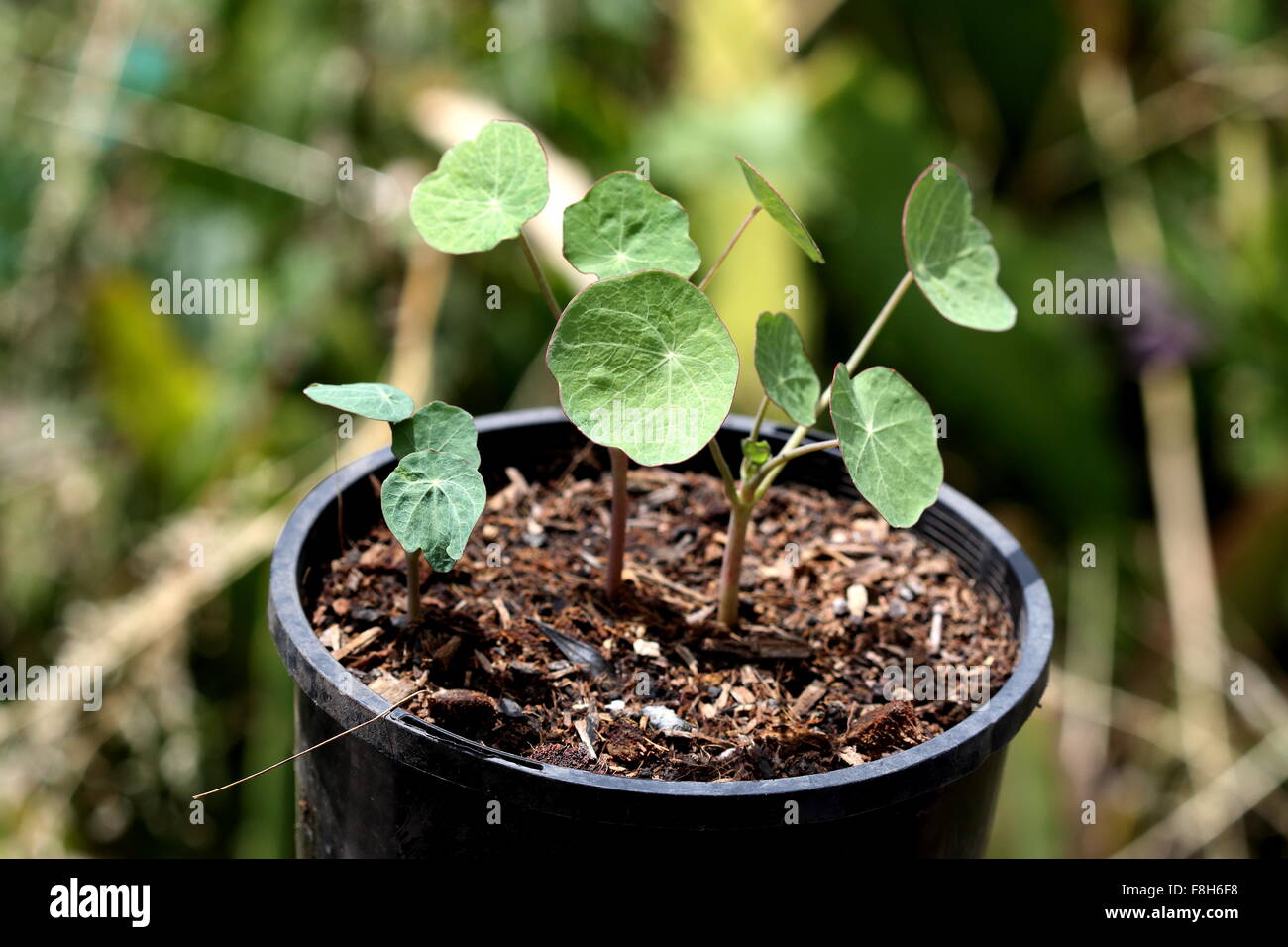 Nasturtium seedlings, also known as Tropaeolum majus Stock Photo - Alamy