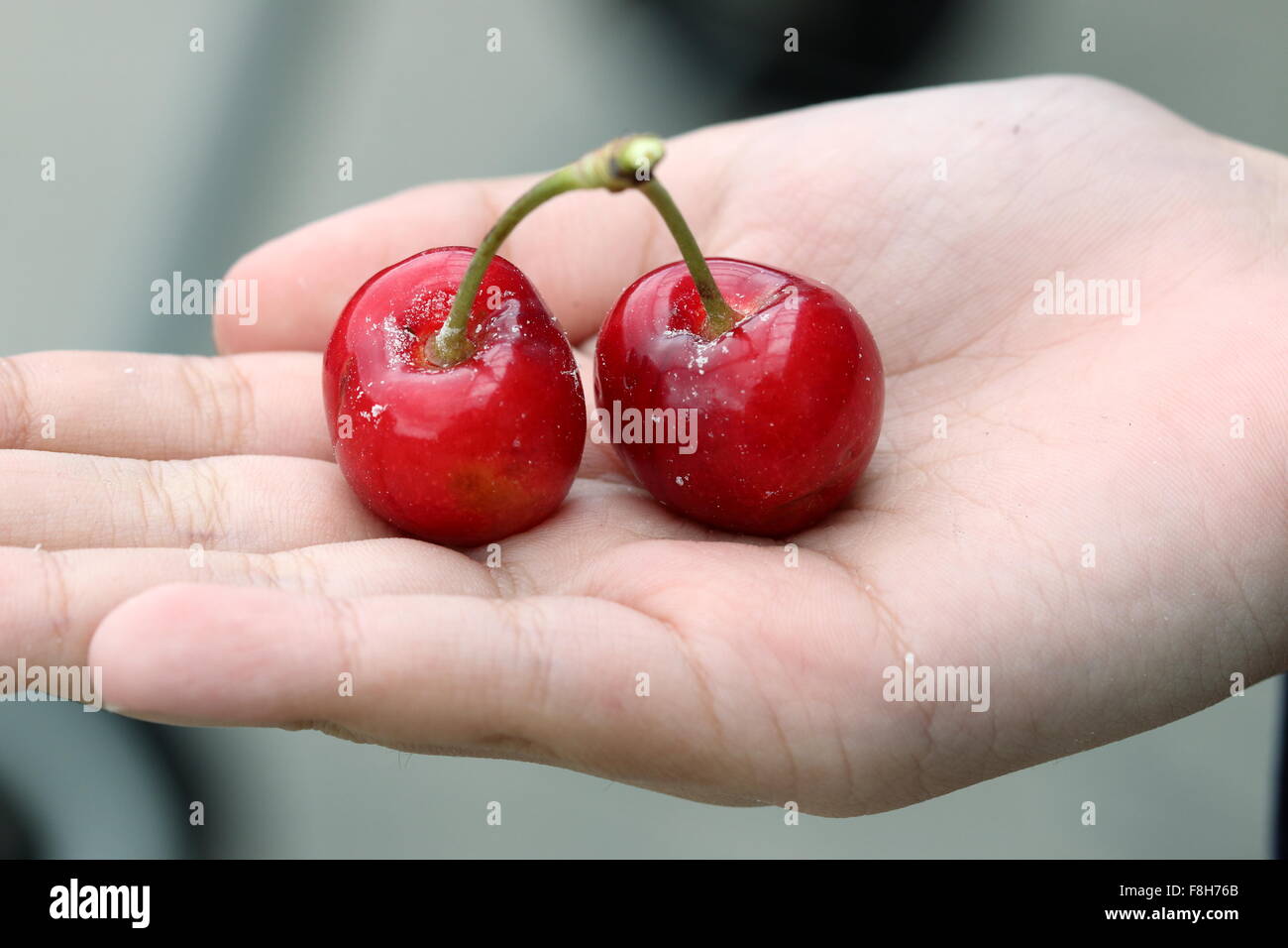 Close up of hand holding  Prunus avium or known as Lapin cherry fruits in hand Stock Photo