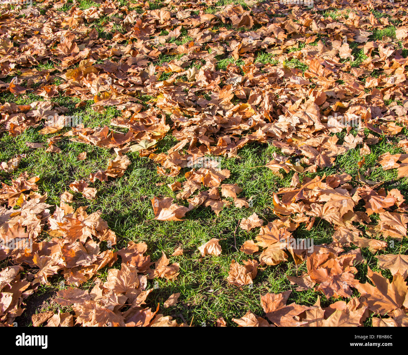 Fall autumn season in the forest Stock Photo - Alamy