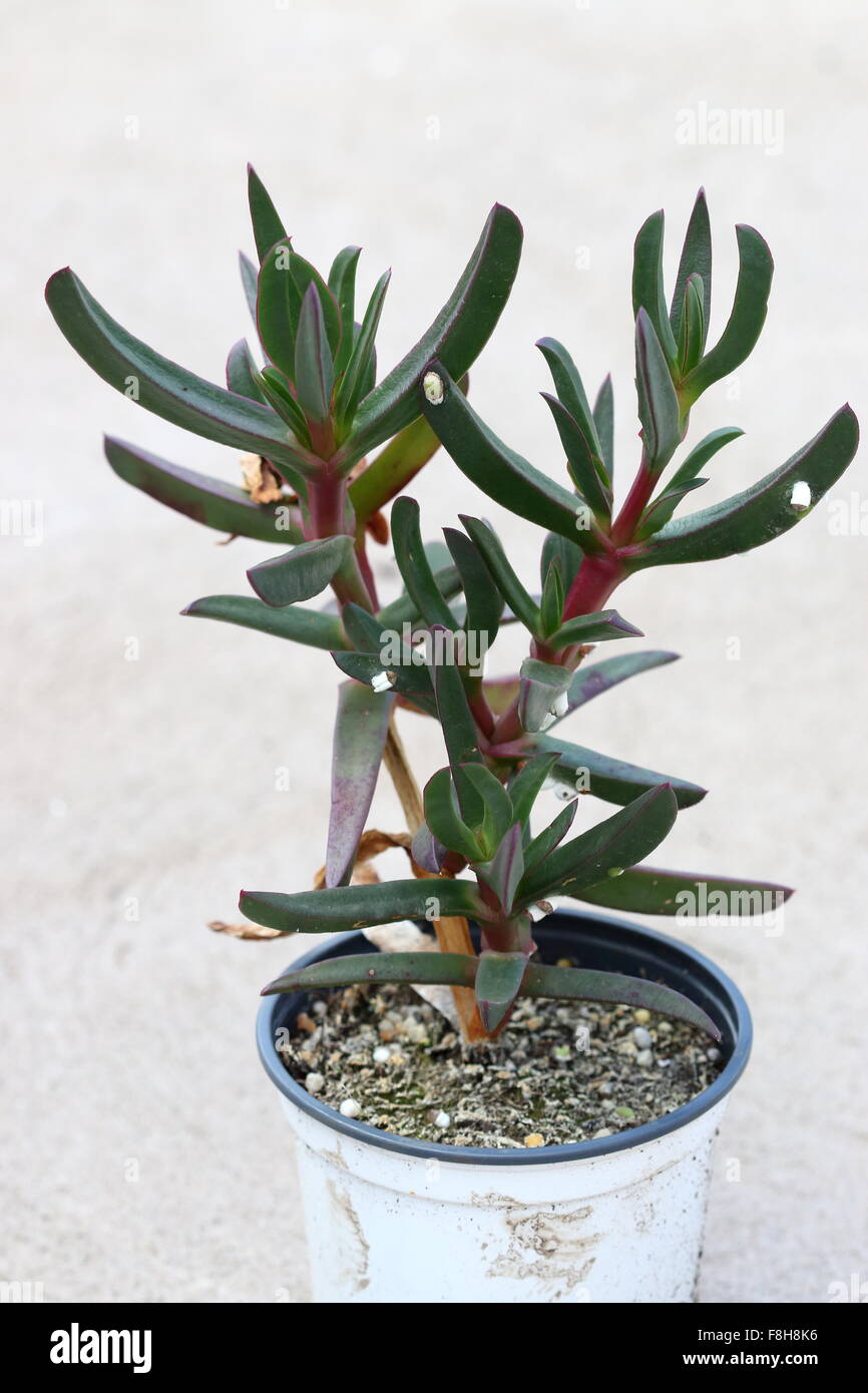 Ice plant or also known as Carpobrotus edulis growing in a pot Stock Photo