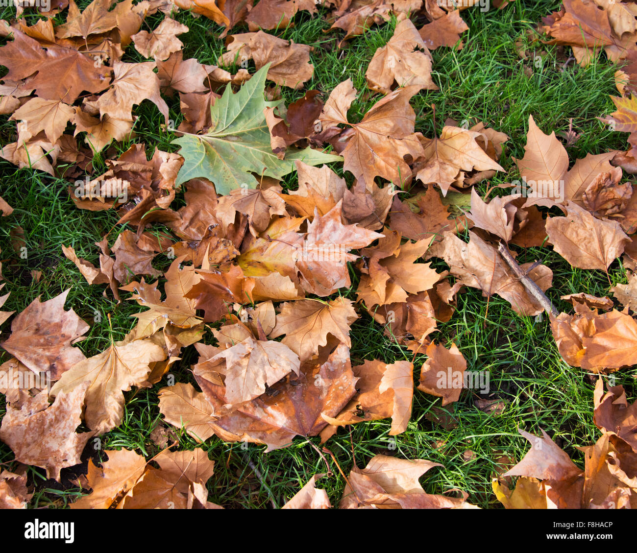 Fall autumn season in the forest Stock Photo - Alamy