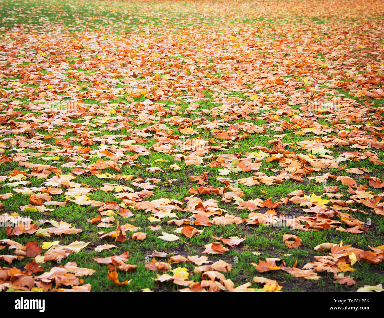 Fall autumn season in the forest Stock Photo - Alamy