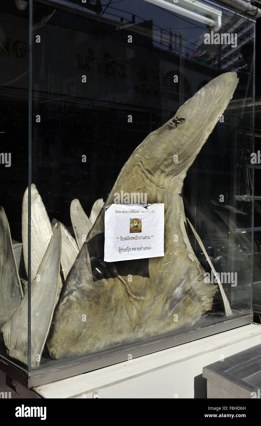 Shark fins on display in a glass case outside a Thai restaurant in Pattaya Thailand Stock Photo