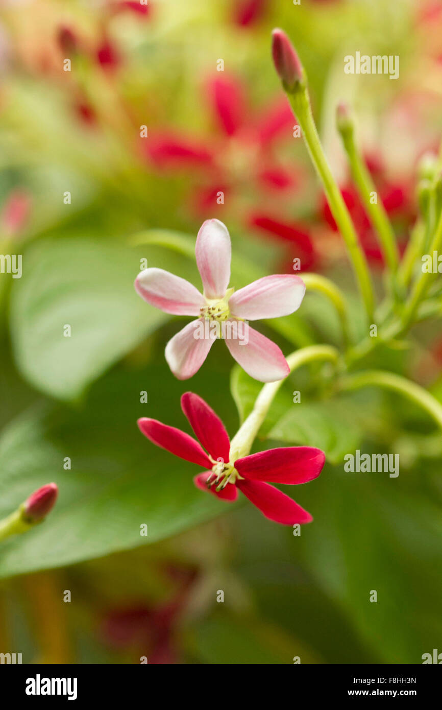 Close up of a Rangoon creeper (Quisqualis indica), Goa, India Stock Photo