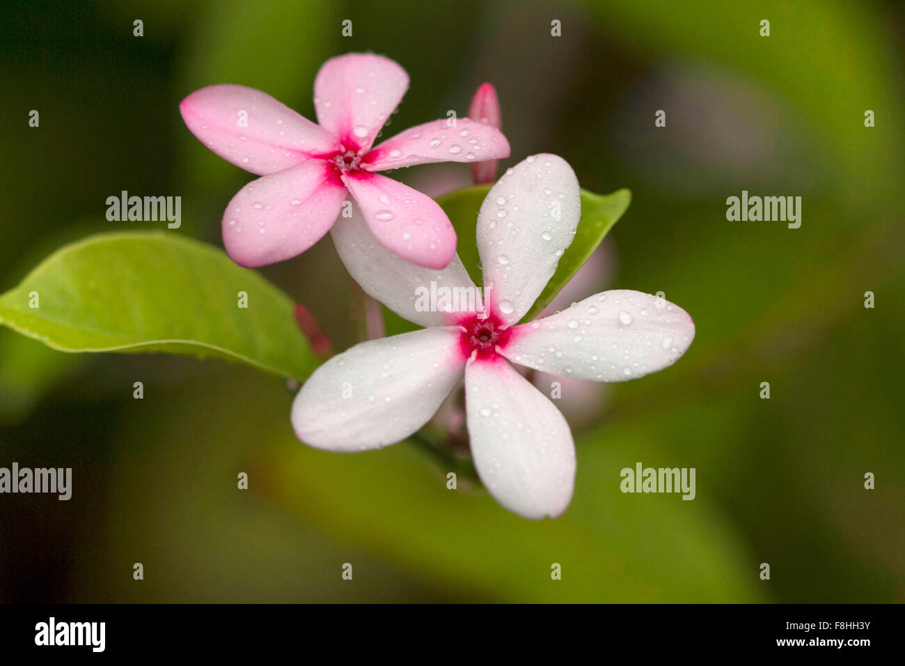 Close up of Sadafuli (Catharanthus Roseus), Madagascar periwinkle or rosy periwinkle flower. Goa, India Stock Photo
