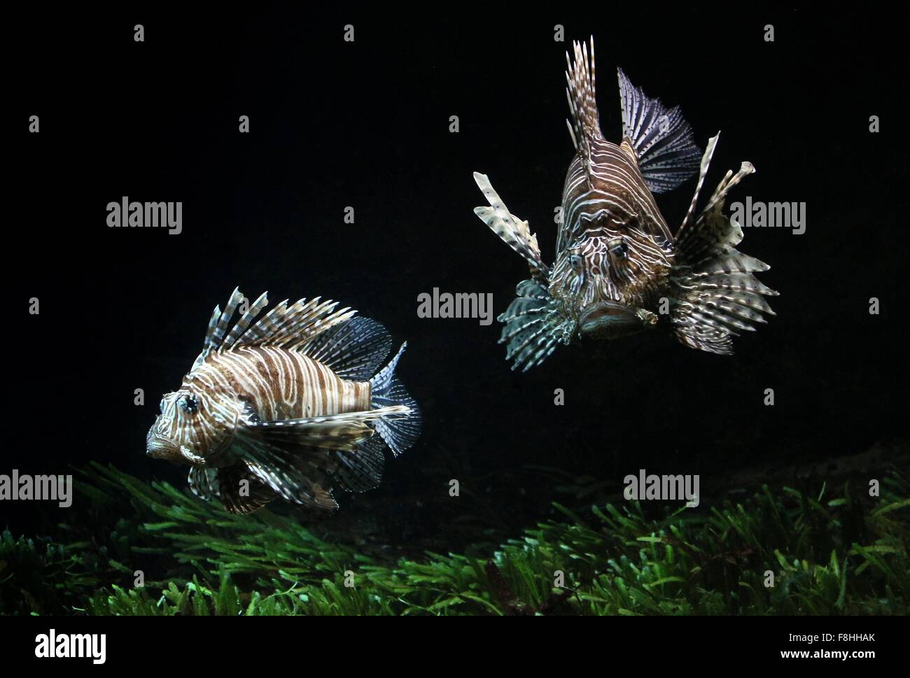 Pair of Indo-Pacific Red Lionfish ( Pterois volitans), swimming at close range Stock Photo