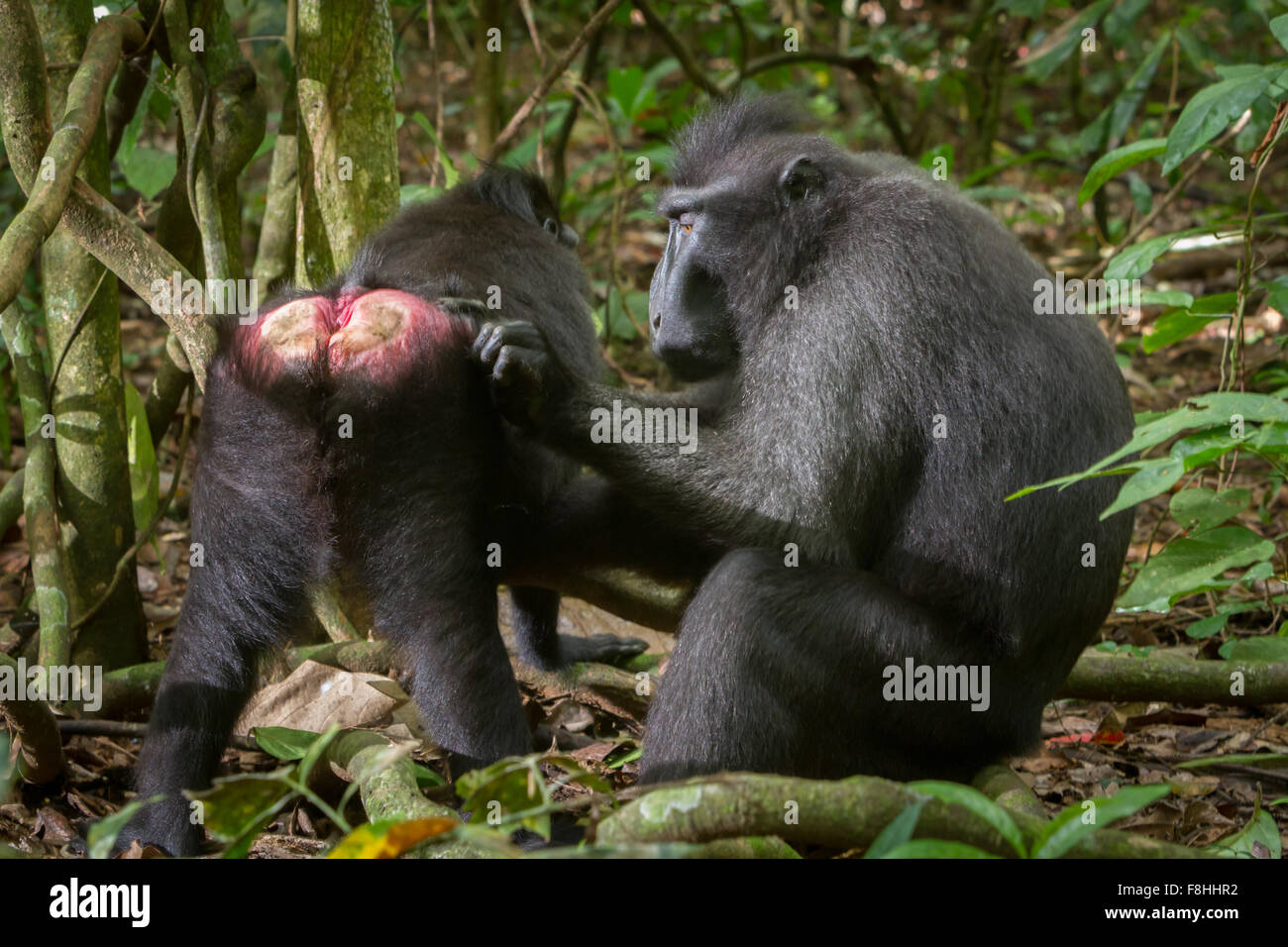 A Sulawesi black-crested macaque (Macaca nigra) is being groomed by another individual on forest floor in Tangkoko Nature Reserve, Indonesia. Stock Photo