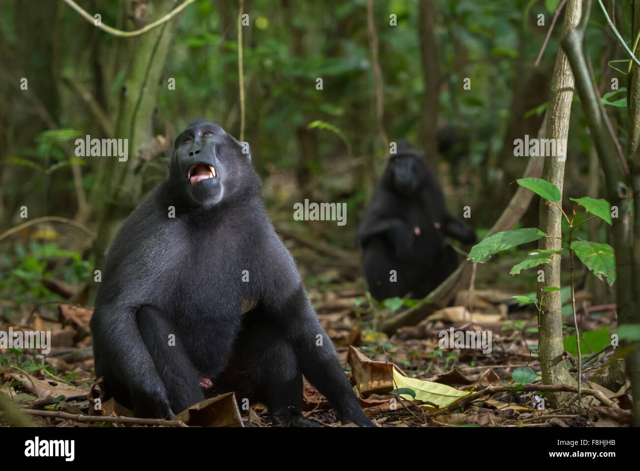 A Sulawesi black-crested macaque (Macaca nigra) looks up as it is resting on the floor of lowland rainforest in North Sulawesi, Indonesia. Stock Photo