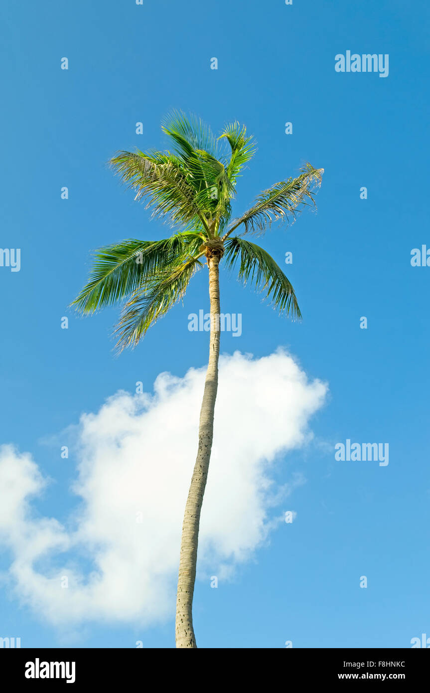 Palms trees on the beach during bright day Stock Photo - Alamy