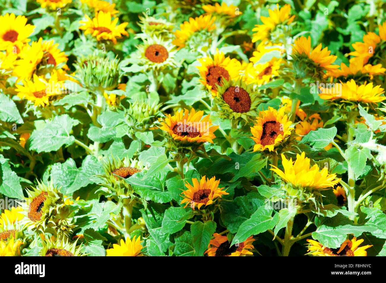 Yellow sunflowers on the bright summer day Stock Photo - Alamy