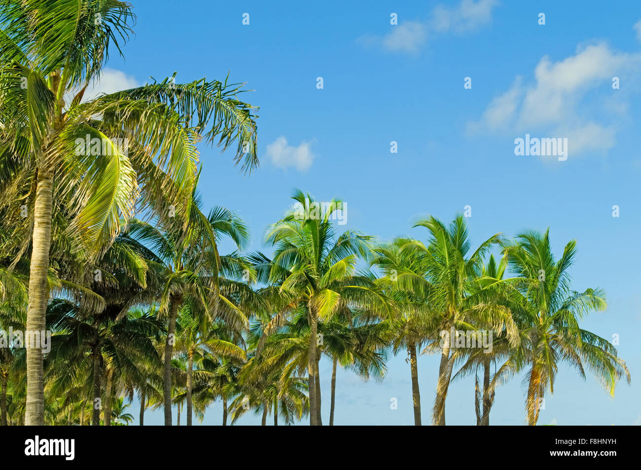 Palms trees on the beach during bright day Stock Photo - Alamy