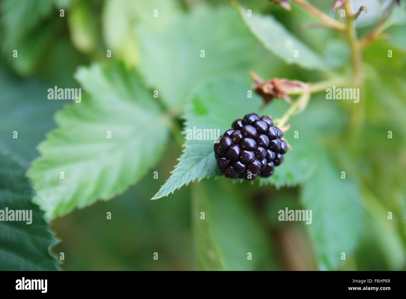 Tasty detail hi-res stock photography and images - Alamy