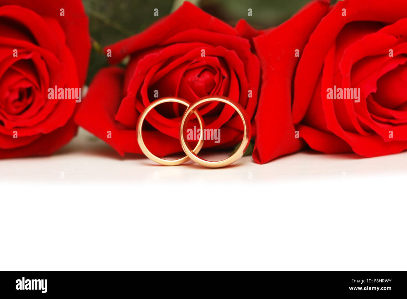 Red Roses With 2 Rings Two wedding rings and red roses isolated on white Stock Photo - Alamy