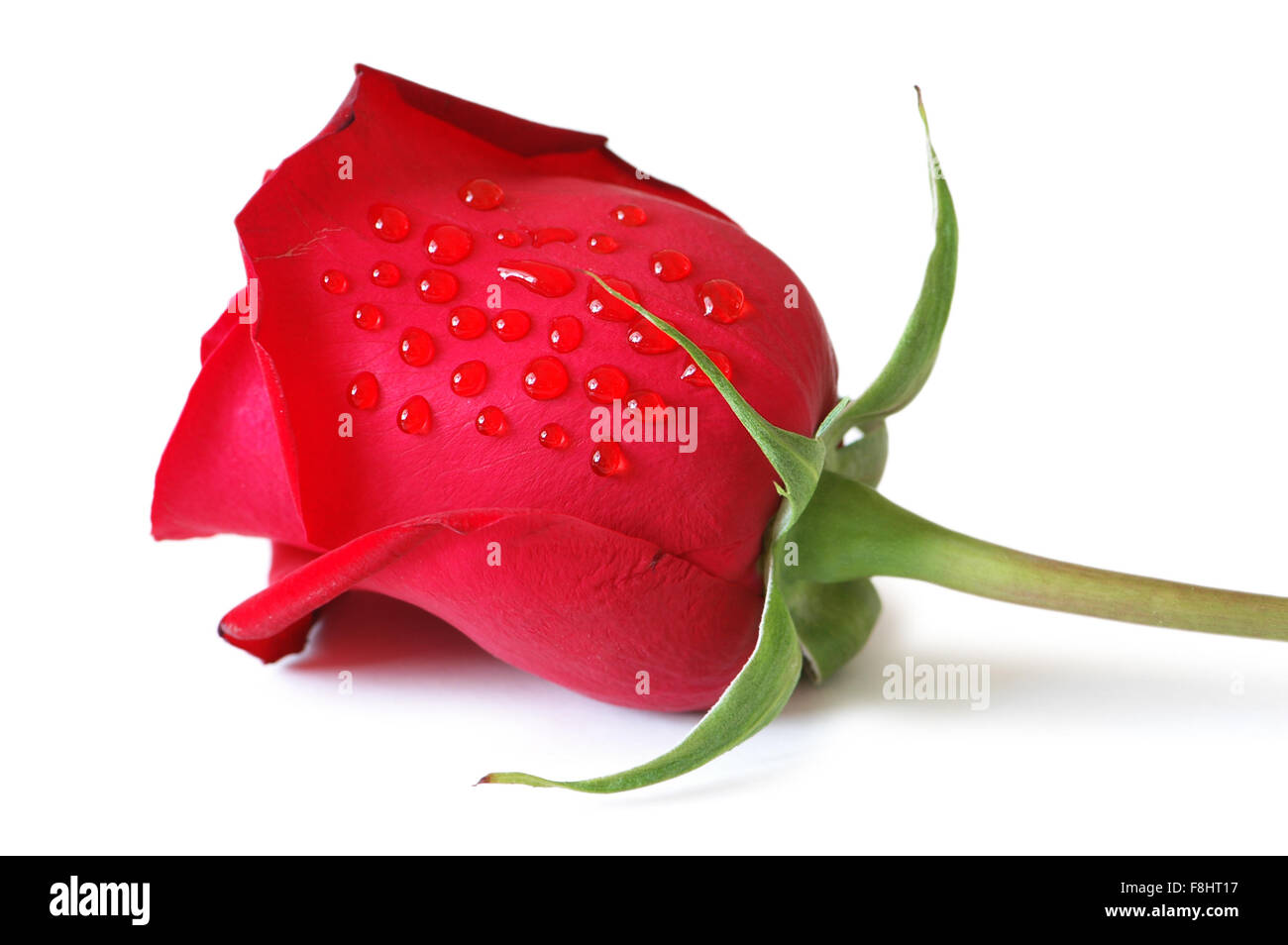 Red rose isolated on the white background Stock Photo - Alamy