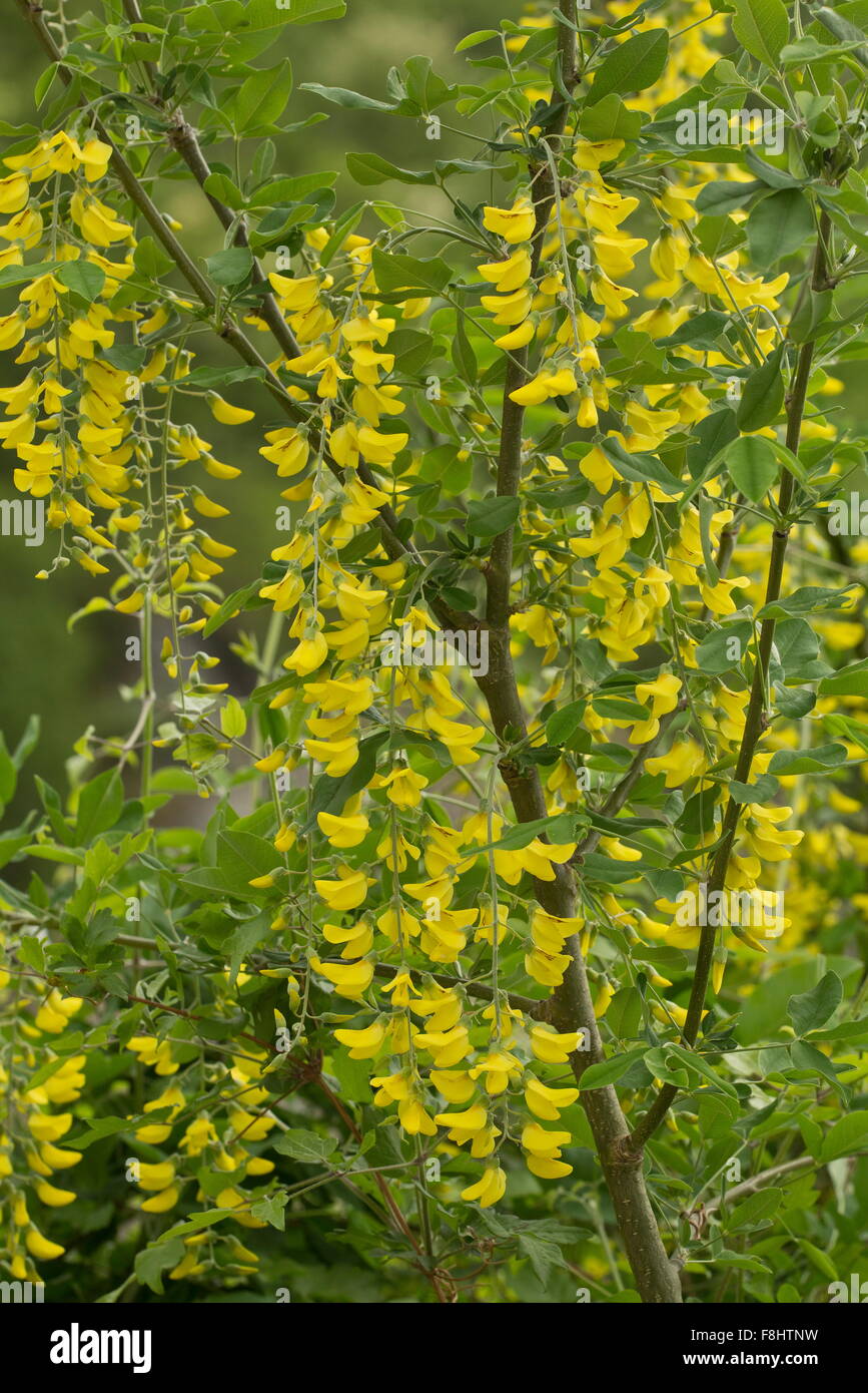 Hanging wild flower hi-res stock photography and images - Alamy