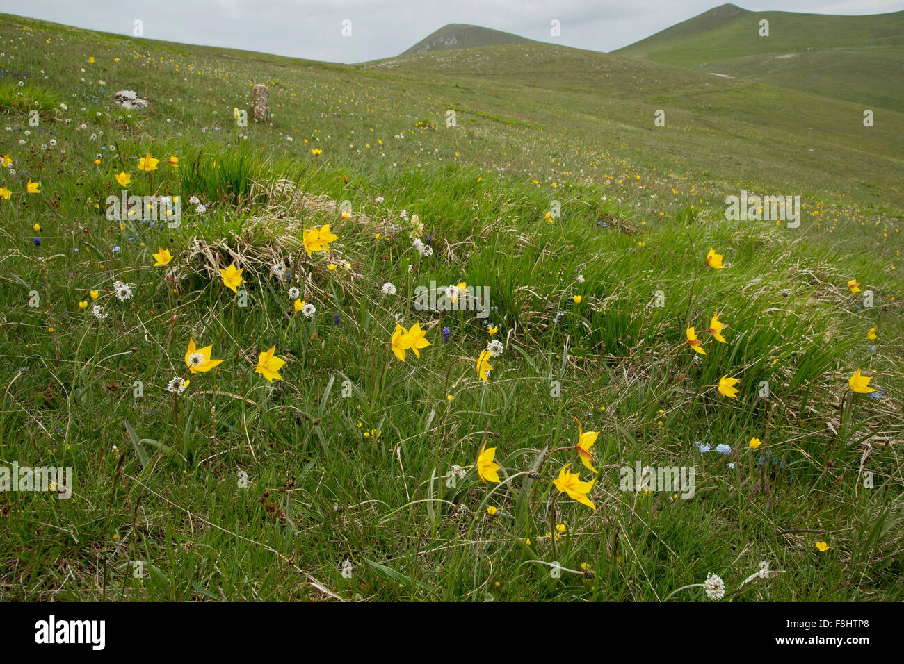Wild tulip, Tulipa sylvestris ssp australis, in montane grassland, Monti Sibillini, Italy   Parco Nazionale dei Monti Sibillini, Stock Photo
